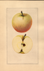 Apples, Gilmore (1925)