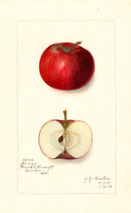 Apples, Givens (1912)