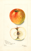 Apples, Givens (1903)
