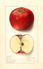 Apples, Givens (1913)