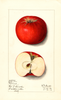 Apples, Givins (1913)