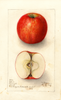 Apples, Gilpin Romanite (1908)