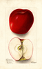 Apples, Black Ben Davis (1903)