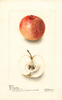 Apples, Doctor Fulcher (1903)