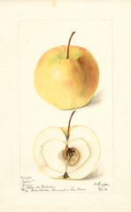 Apples, John (1898)