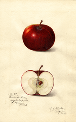 Apples, Fameuse Sucre (1916)