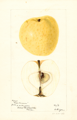 Apples, Green Crimean (1896)