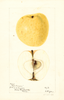 Apples, Green Crimean (1896)
