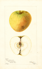 Apples, Green Crimean (1901)