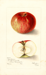 Apples, Green Domine (1905)
