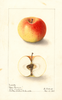 Apples, Green Fameuse (1904)