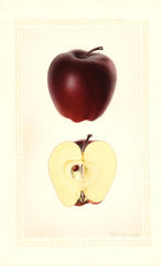 Apples, Seaton Red Delicious (1931)