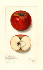 Apples, Grindstone (1912)