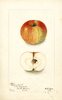 Apples, Darling Sweet (1903)