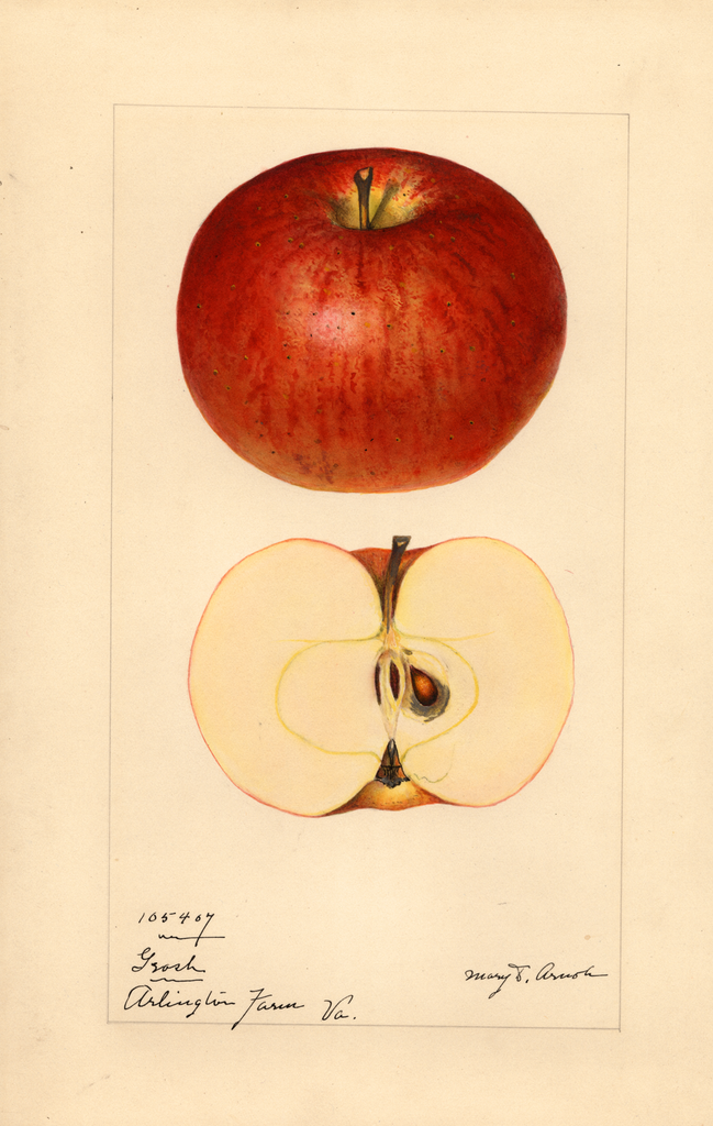 Apples, Grosh