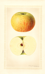 Apples, Grosh (1925)