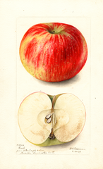 Apples, Grosh (1899)