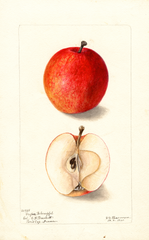Apples, Grofser Bohnapfel (1900)