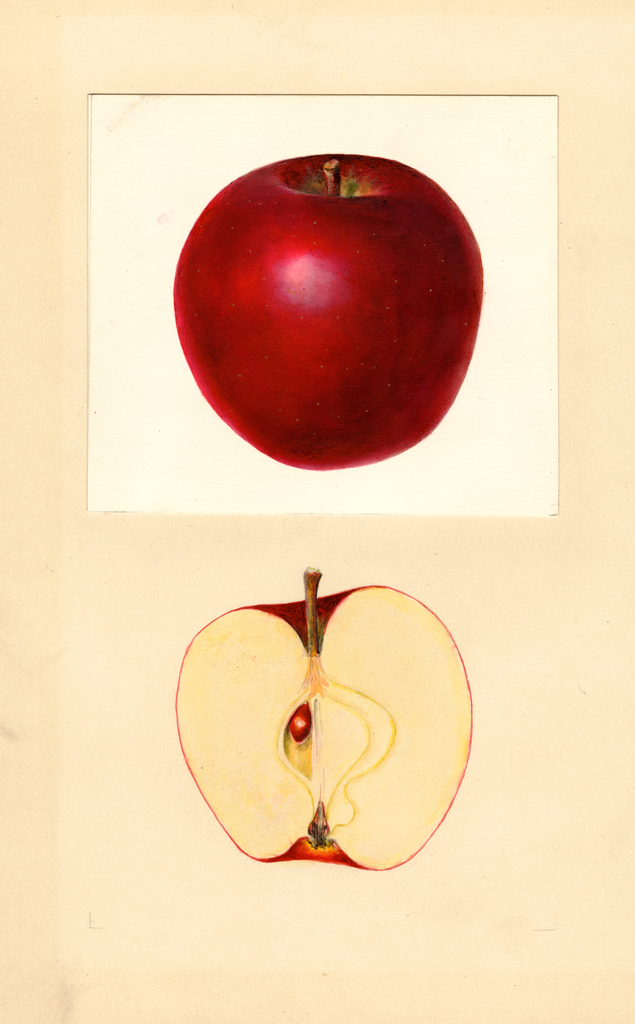 Apples, Grove (1938)