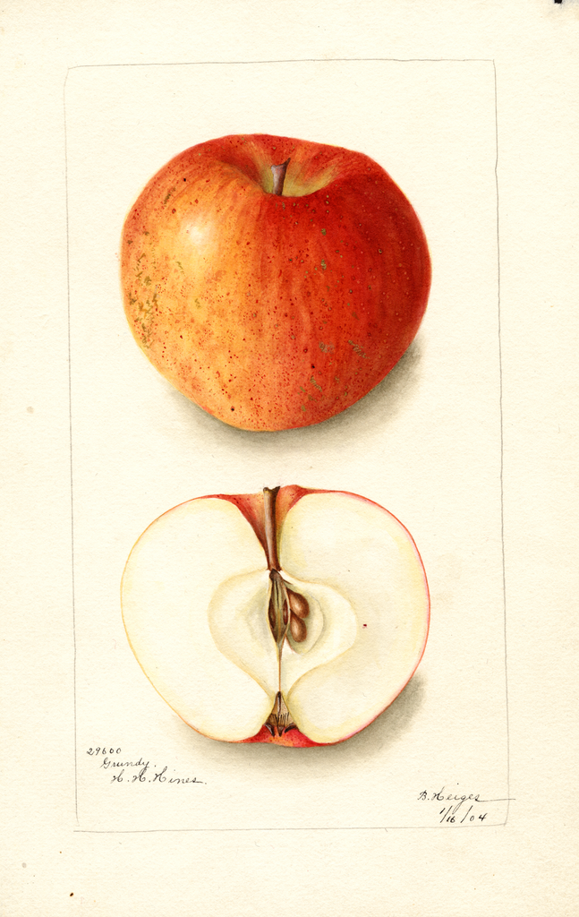 Apples, Grundy (1904)