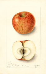 Apples, Guinea (1904)