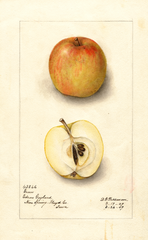 Apples, Gunn (1909)