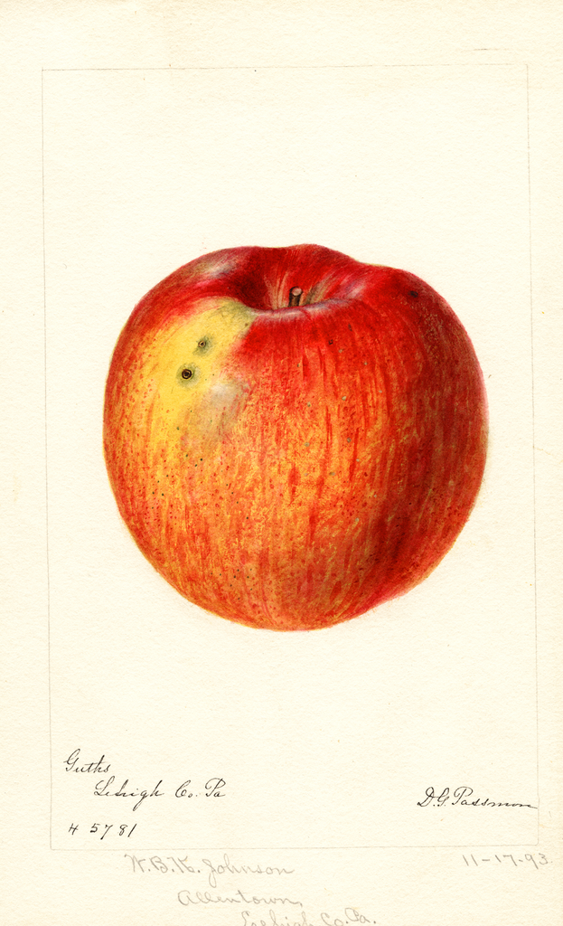 Apples, Guths (1893)