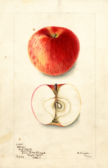 Apples, Haas (1902)