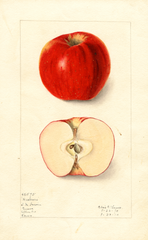 Apples, Hackman (1910)