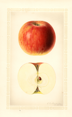 Apples, Hagloe (1926)