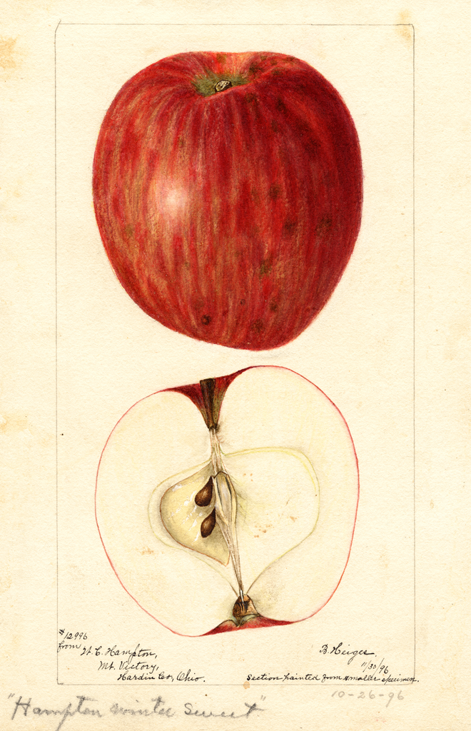 Apples, Hampton Winter Sweet (1896)
