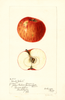 Apples, Hantz Yokel (1897)