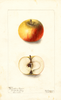 Apples, Hardestine Pippin (1902)