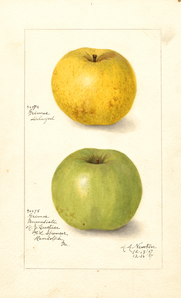 Apples, Grimes (1907)