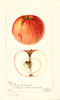 Apples, Harding (1901)