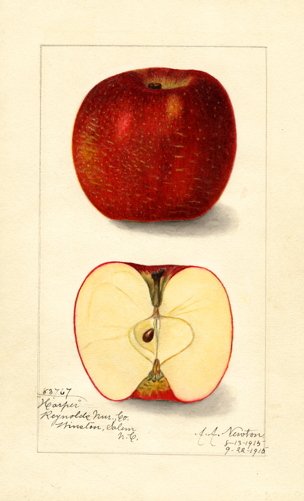 Apples, Harper (1915)