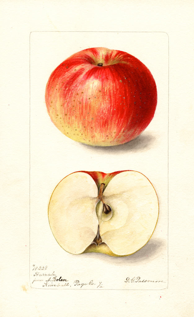 Apples, Harrah (1899)