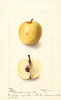 Apples, Harrison (1899)