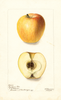 Apples, Hartford Rose (1901)