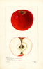 Apples, Hartley (1901)