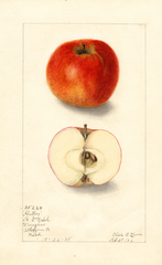 Apples, Hartley (1906)