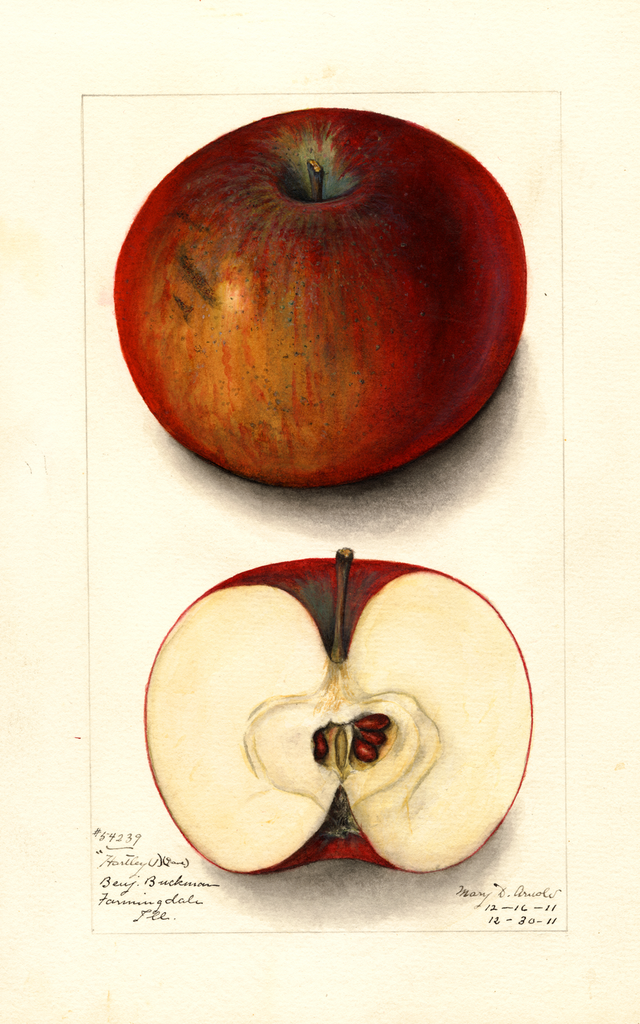 Apples, Hartley (1911)