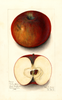 Apples, Hartley (1911)