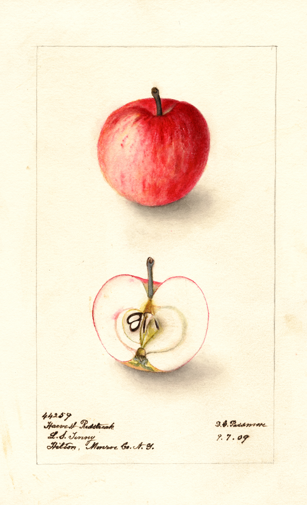 Apples, Harvest Redstreak (1909)