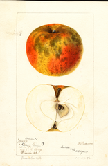 Apples, Harwell (1896)