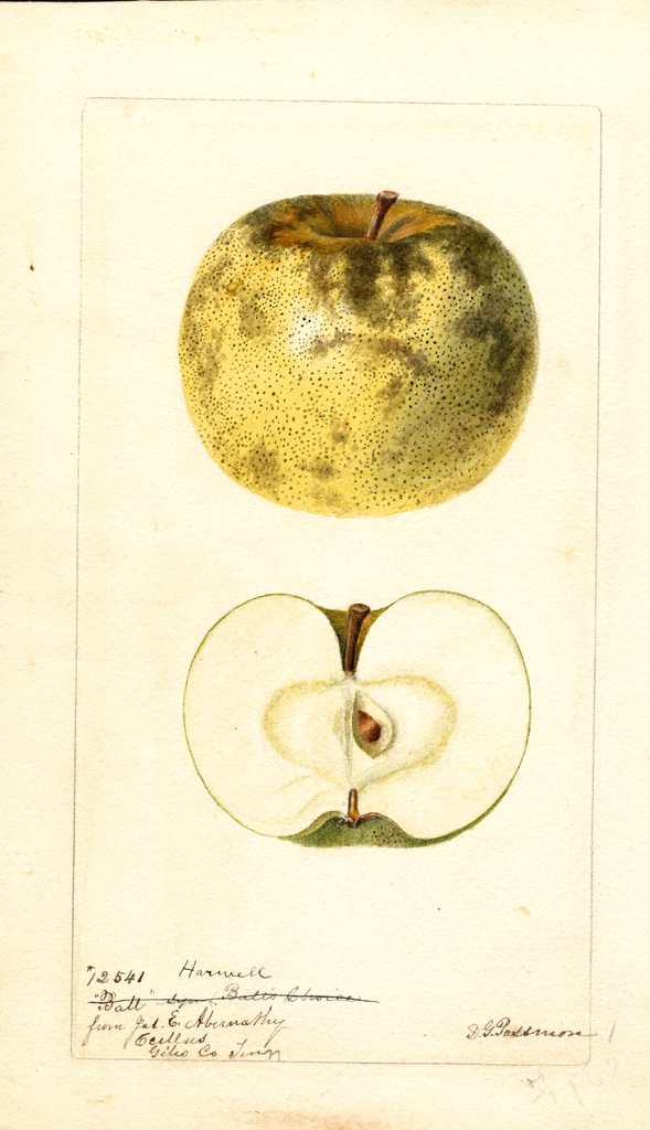 Apples, Harwell (1896)