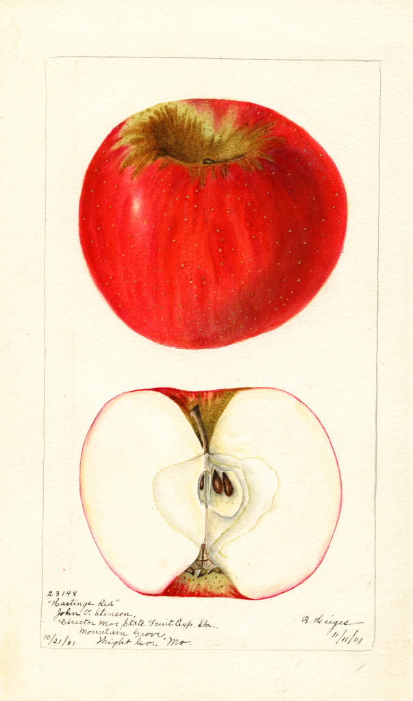 Apples, Hastings Red (1901)