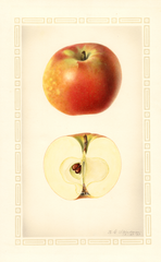 Apples, Haswell (1927)