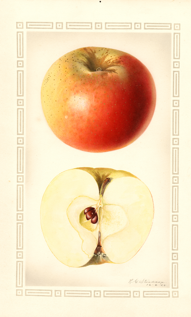 Apples, Haswell (1928)
