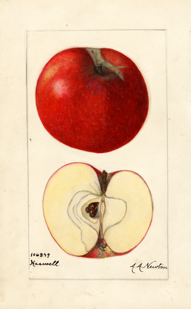 Apples, Haswell